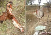 Buscan a cuatreros que faenaron tres vacas, una de ellas preñada en un campo de Río Hondo