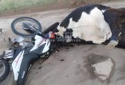 Peregrinos que volvían de Mailín sufrieron un grave accidente tras chocar contra una vaca