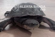Un vecino rescató a una tortuga acuática cerca del B° Salta Prolongación