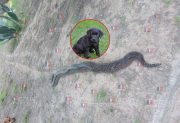 Vecinos del B° 750 Viviendas mataron a una lampalagua que estaba constriñendo a un perro