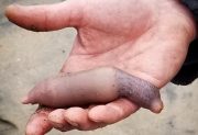 Tras la ciclogénesis, las playas quedaron invadidas de “peces pene”: todos los beneficios de este ejemplar que es considerado un manjar