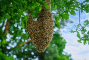 Conmoción en Bandera: un hombre murió tras ser atacado por un enjambre de abejas