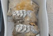 Prehistórico hallazgo en Los Quiroga: rescataron restos fósiles de la Era Glacial