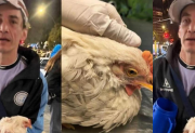 Indignación: buscan identificar a un hincha de Belgrano que desplumó a una gallina viva en pleno festejo