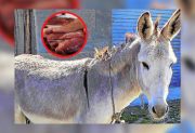 Ya no roban vacas, ahora roban burros: investigan la existencia de un matadero clandestino en Salavina