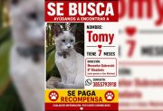 Buscan a “Tomy”, un gato que desapareció en el barrio Rivadavia