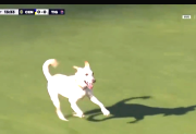 Video: un perro entró en pleno partido de Rosario Central-Tigre y provocó un momento insólito