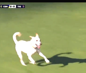 Video: un perro entró en pleno partido de Rosario Central-Tigre y provocó un momento insólito