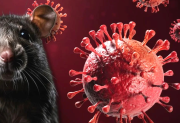 Hantavirus: ya son 102 los casos reportados en Argentina