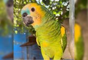 Buscan a “Teo”, un loro perdido en el barrio San Martín