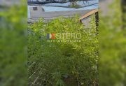 FUE PRIMICIA DE INFO DEL ESTERO: Rolando Castellanos reconoció que cultiva marihuana en su casa, pero con fines medicinales