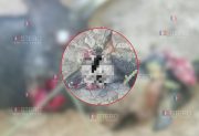 Brutal caso de maltrato animal: una perrita embarazada fue asesinada a escopetazos en Añatuya