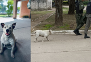 El Gendarme canino: la conmovedora historia de Zeus y la colecta para salvarlo