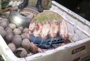Crece la preocupación por la caza ilegal de matacos y quirquinchos en el norte santiagueño: los venden a $25.000