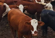Denunció el robo de 24 vacas valuadas en casi $18 millones en un campo de Salavina