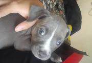 Familia del barrio René Favaloro busca desesperadamente a su perrita Cloe que se encuentra bajo tratamiento médico