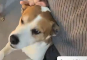 Escrachan en redes sociales a un hombre que comparte videos pegándole piñas a su perro