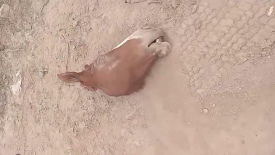 Macabro Hallazgo en Río Hondo: vecinos encontraron varias cabezas de caballos y yeguarizos