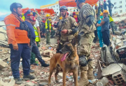VIDEO. Quién es Bart, el perro argentino que salvó a dos niños atrapados tras el terremoto en Venezuela