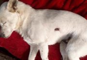 Un perro fue atacado a tiros en Monte Quemado y vecinos reclaman que se investigue el hecho