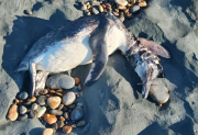 Alarma por la aparición de pingüinos muertos: activan el protoco por un presunto brote de gripe aviar