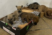Seis cachorros en adopción: los abandonaron en una caja en el medio del intenso frío