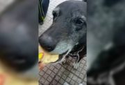 El conductor acusado de atropellar a “La Negra” rompió el silencio y dio su versión de los hechos