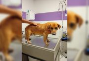 Rescatan a un perro con graves heridas que serían compatibles con abuso y maltrato animal