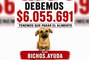“Dependen de nosotros para comer”: “Bichos” necesita reunir más de $6.000.000 por una deuda