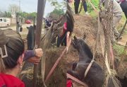 Guardavidas rescataron a un caballo que cayó a un pozo ciego