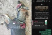 Añatuya: influencer ofrece USD 2.000 para dar con el paradero del sujeto que asesinó a una perra