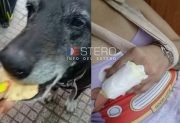 Termas: arrollaron a una perrita, una mujer la quiso ayudar y perdió un dedo