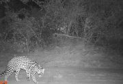 ¡Lindo “gatito”! Sorpresiva aparición de un ocelote en el Parque Nacional Copo