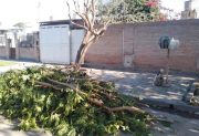 El Municipio recordó que las podas de árboles se autorizan solamente con una evaluación técnica