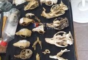 El museo escondido de Santiago del Estero que sorprende con más de 1.500 cráneos de animales silvestres