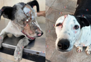 El final más feliz: Pedro “El Grandote”, el perro que sobrevivió a un machetazo, encontró una familia