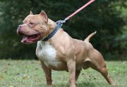 Un niño de 1 año fue atacado por un pitbull y sufrió heridas en el cuello y el rostro en La Banda