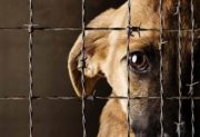 Conmoción en Donadeu: vecinos acusan a un grupo de adolescentes de torturar animales en el monte