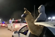 Festejó el triunfo de Argentina sacando a pasear a una llama en auto y lo denunciaron por maltrato animal