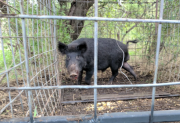 Hallaron dos pumas y un chancho del monte en cautiverio en una vivienda de La Banda