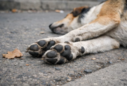 Consternación: más de 80 perros murieron envenenados y buscan al responsable