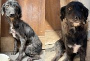 Cuando el amor también es una medicina: la difícil tarea de que los perritos rescatados confíen de nuevo