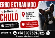 Buscan desesperadamente a “Chulo”, un perrito que desapareció en el barrio Aeropuerto