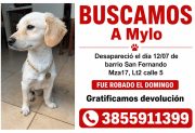 Buscan intensamente a Mylo en el barrio San Fernando: ofrecen recompensa por su devolución