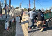 VIDEO | Qué pasará con el caballo que se desplomó por la carga excesiva en avenida Colón