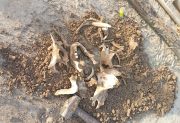 Las Termas: cavó un pozo para poner un poste y encontró restos óseos que serían humanos