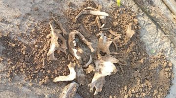 Las Termas: cavó un pozo para poner un poste y encontró restos óseos que serían humanos