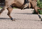 Frías: un niño de 10 años cayó de un caballo y está grave