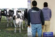 Detienen a un cuatrero por la faena de tres vacas Holando Argentino de producción lechera