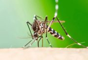 Chikungunya: notificaron 51 nuevos casos y el total de la temporada llegó a 2.883